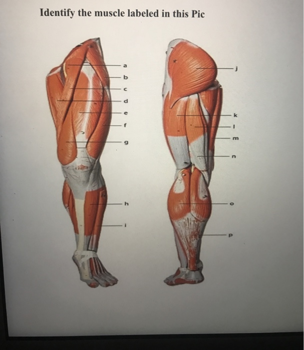Solved Identify The Muscle Labeled In This Pic Chegg Com