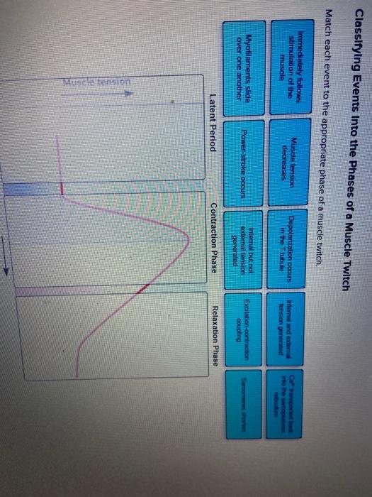Solved Classifying Events Into the Phases of a Muscle Twitch | Chegg.com
