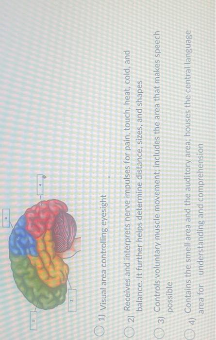 solved-what-is-the-function-of-the-temporal-lobe-label-chegg