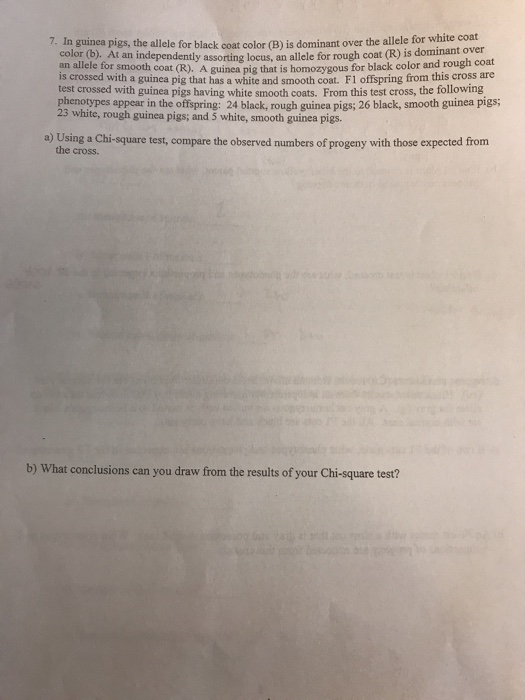 Solved In guinea pigs, black coat (B) is dominant over white