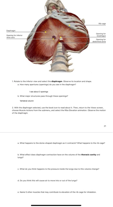 Major openings of the diaphragm: lateral view