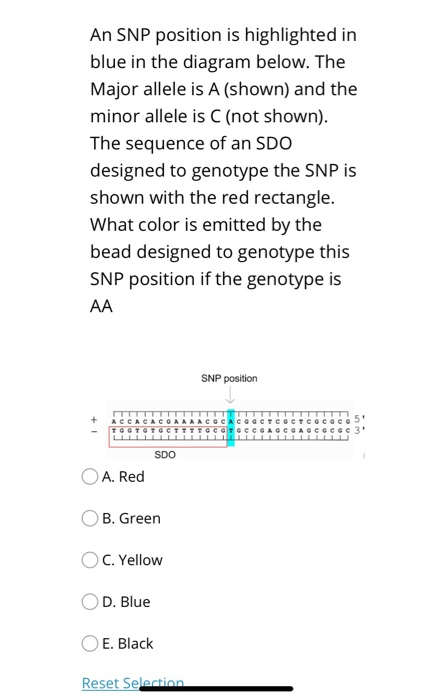 An SNP position is highlighted in blue in the diagram | Chegg.com