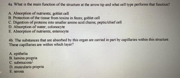 Solved 4a. What is the main function of the structure at the | Chegg.com