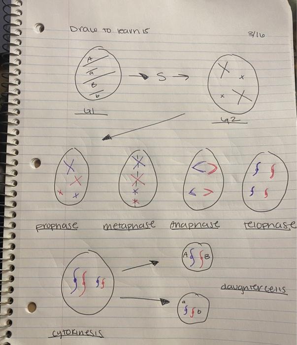 Solved Use the template for DTL 16On the three horizontal | Chegg.com