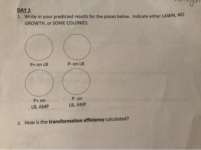 Solved write in your predicted results for the plates below. | Chegg.com