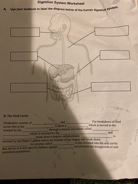 Digestive System Worksheet High School