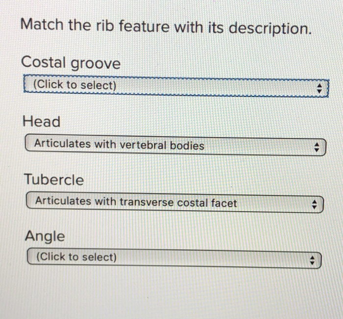 Solved Match the rib feature with its description. Costal
