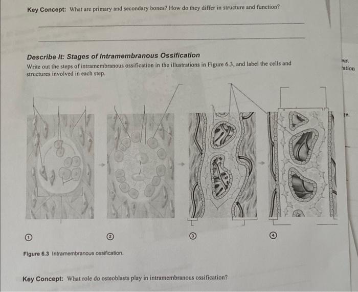 intramembranous ossification stages