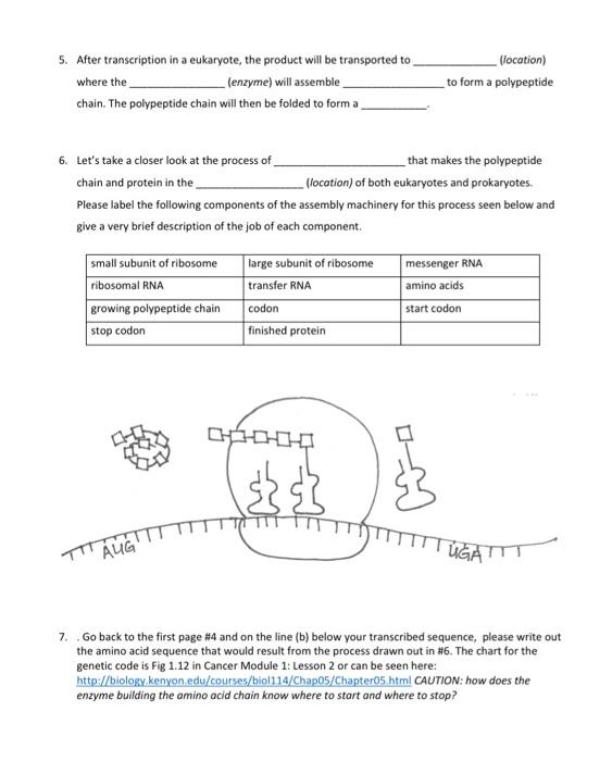 Solved Bio100 Gene Expression Worksheet 1. Seen Above Is A | Chegg.com