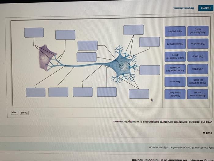 Solved My AUX.He didiomy on muiupolar neuron ntify the | Chegg.com