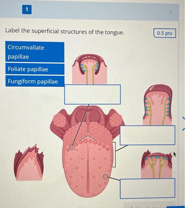 1 Label the superficial structures of the tongue. Circumvallate papillae Foliate papillae Fungiform papillae 0.5 pts