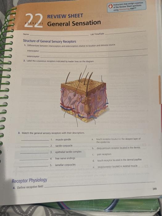 Label The Cutaneous Receptors Indicated By Lines On T - vrogue.co