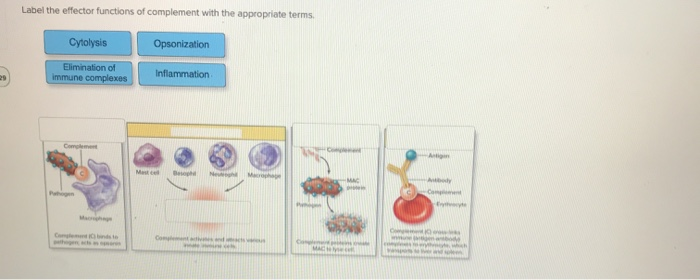 solved-label-the-effector-functions-of-complement-with-the-chegg