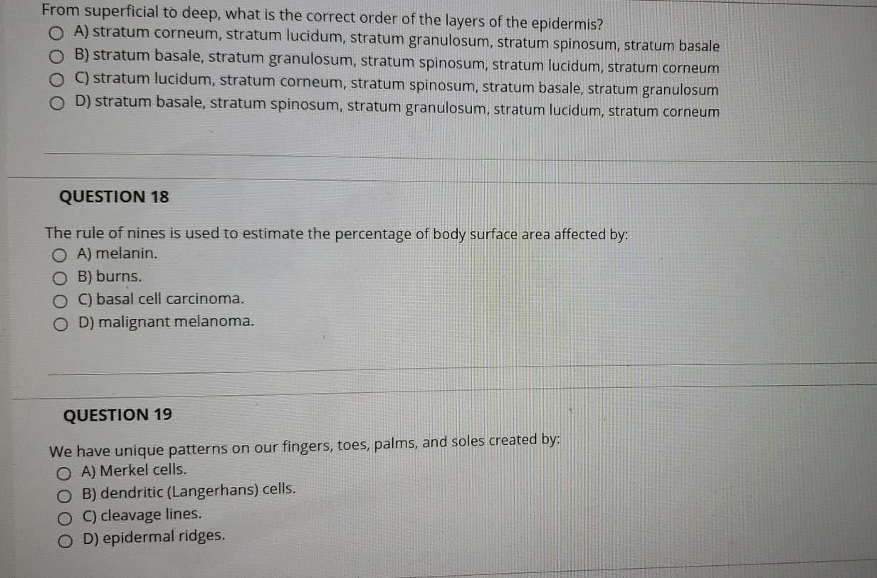 Solved From superficial to deep, what is the correct order | Chegg.com
