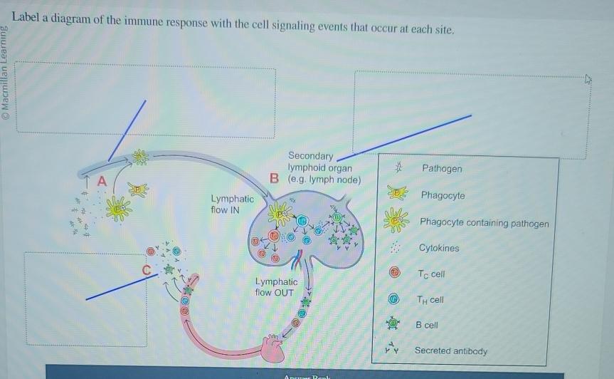 Solved Label a diagram of the immune response with the cell | Chegg.com