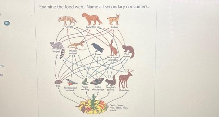 Solved Examine the food web. Name all secondary consumers. | Chegg.com