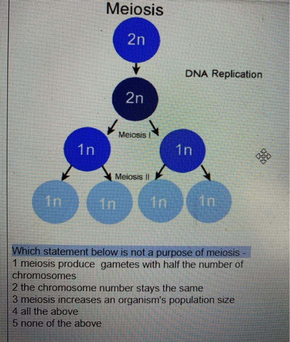 Solved Meiosis 2n DNA Replication 2n Meiosis! 1n 1n ws KA | Chegg.com