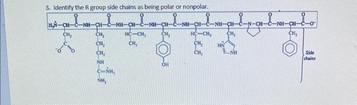 Solved 3. Identifv the R oroun side chains as beine bolar or | Chegg.com