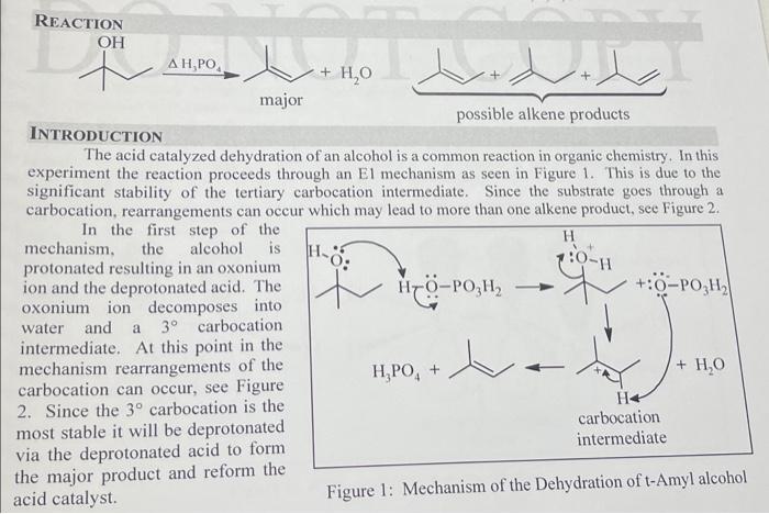 Solved 5. In this experiment, which alkene product is | Chegg.com