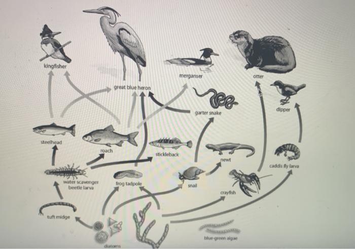 Solved kingfisher merganser otter great blue heron nes | Chegg.com