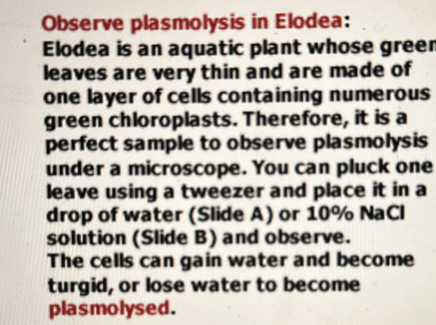 [Solved] Observe plasmolysis in Elodea Elodea is an aquati