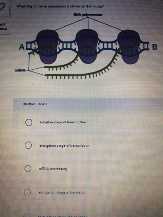 Solved 2 Whot step of gene expreasion is shown in the | Chegg.com