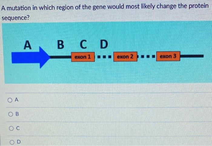 Solved A mutation in which region of the gene would most | Chegg.com