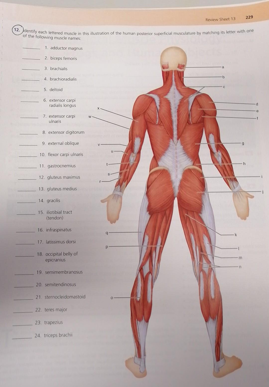 Solved 227 Review Sheet 13 Muscles Of The Lower Limb 9 Us Chegg Com