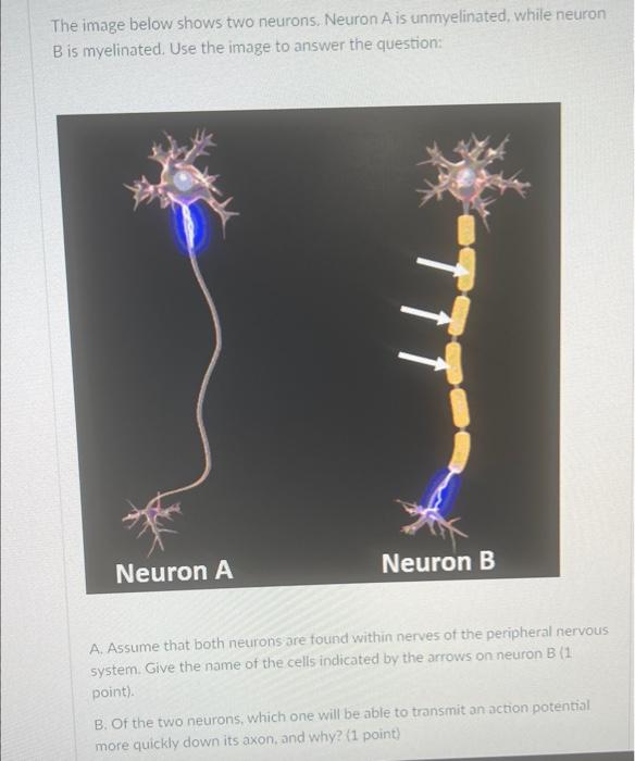 The image below shows two neurons. Neuron \( A \) is unmyelinated, while neuron \( B \) is myelinated. Use the image to answe