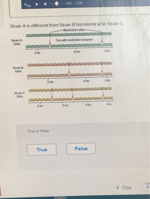 Solved 0:00 12:05 30s Strain A Is Different From Strain B | Chegg.com