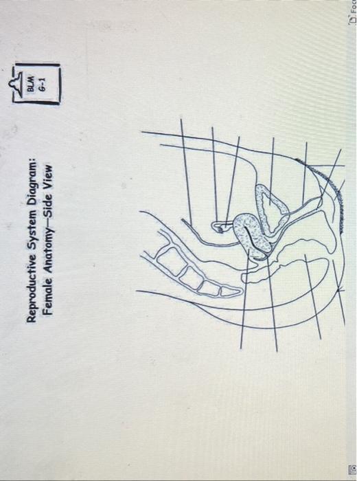 [Solved]: Reproductive System of Human Male Reproductive S