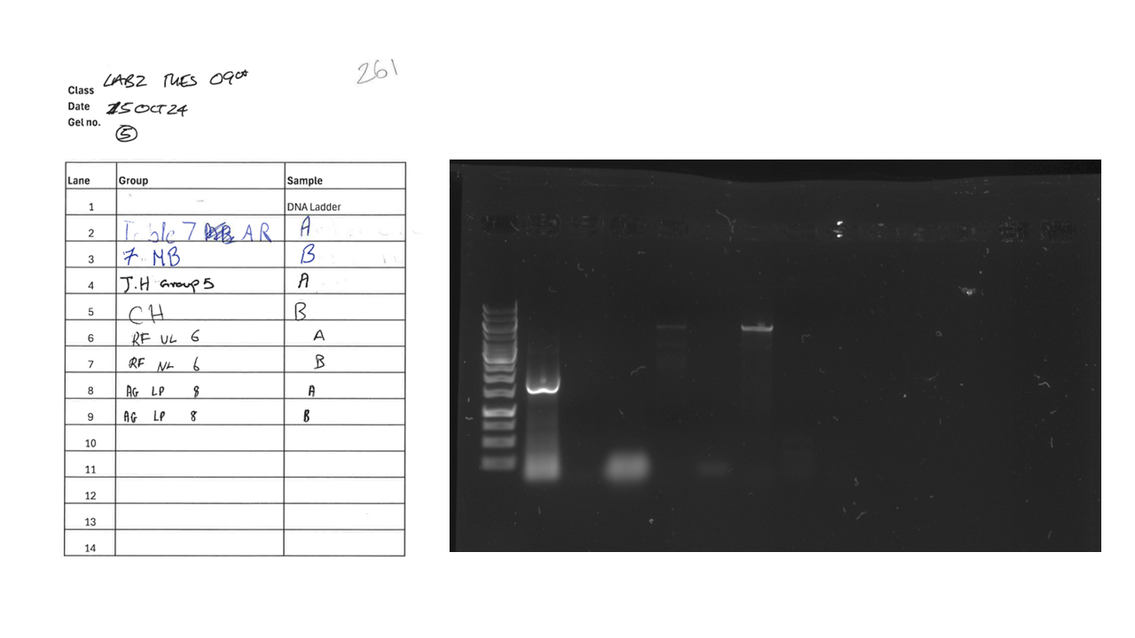 was your PCR ﻿reaction sucessful? state how you were