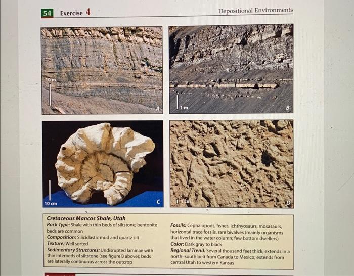Solved What is the dominant sedimentary rock type shown in | Chegg.com