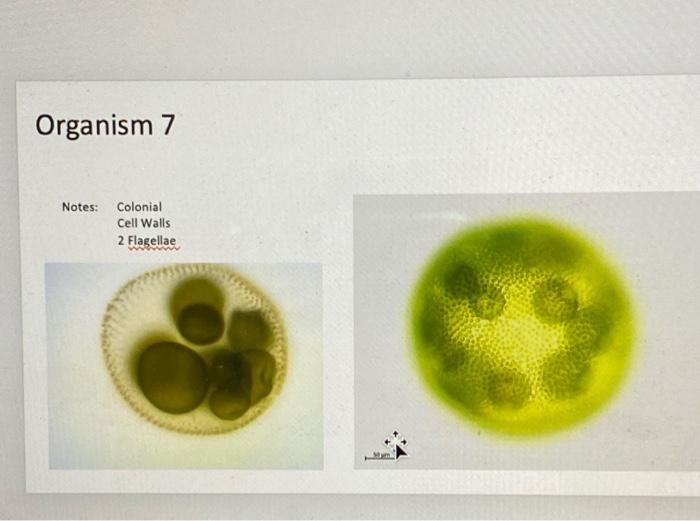 Solved Based On The Images Label Each Of The Organism | Chegg.com