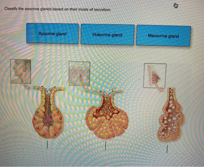 Solved Classify The Exocrine Glands Based On Their Chegg Com