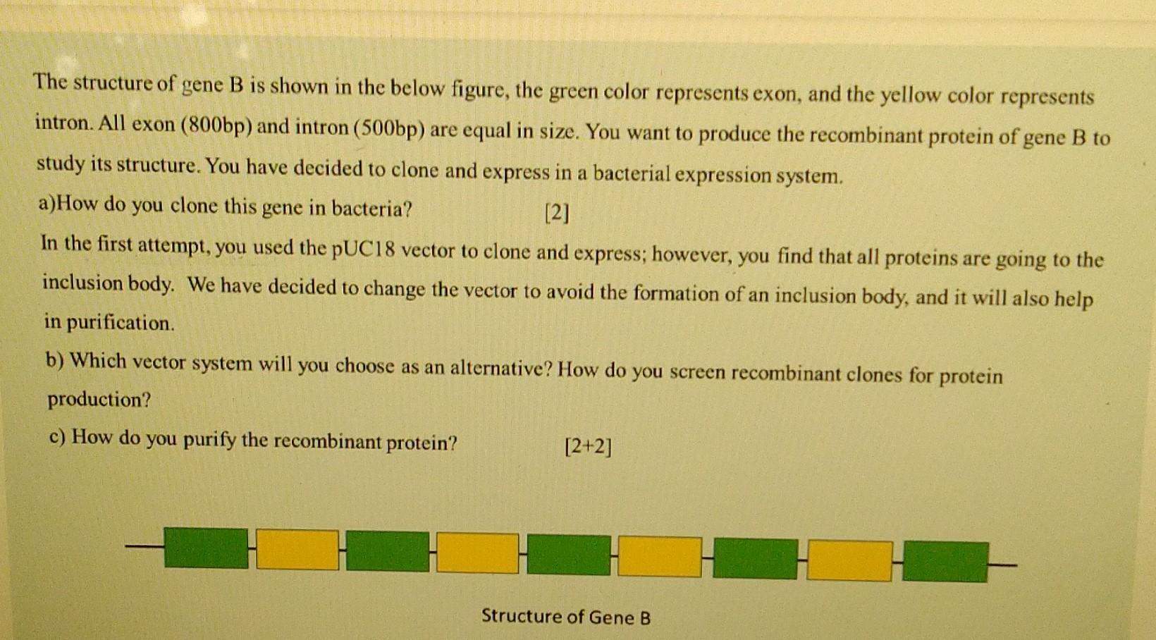 Solved The Structure Of Gene B Is Shown In The Below Figure, | Chegg.com