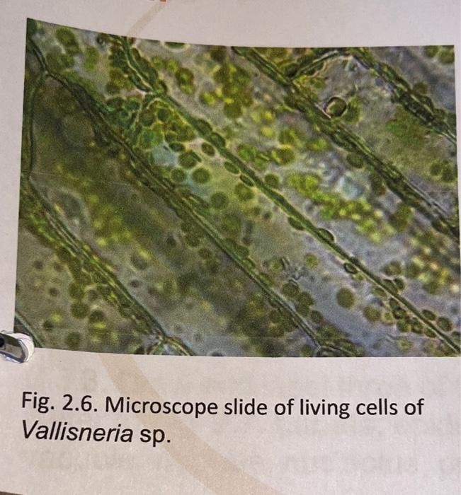 Fig. 2.6. Microscope slide of living cells of Vallisneria sp.