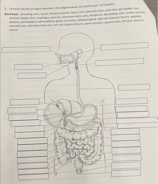 Solved 7. Correctly identify all organs depicted in the | Chegg.com