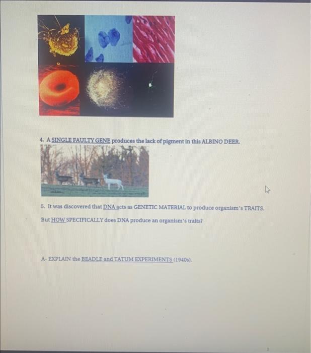 Solved please just answer next to question or marked with | Chegg.com