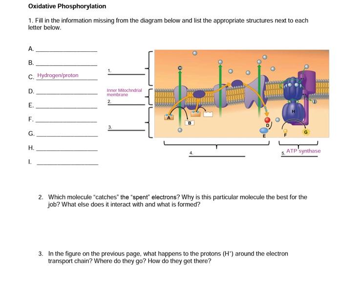 Solved Oxidative Phosphorylation 1. Fill in the information