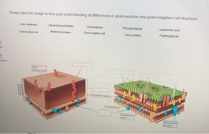 Solved Please label the image to test your understanding of | Chegg.com