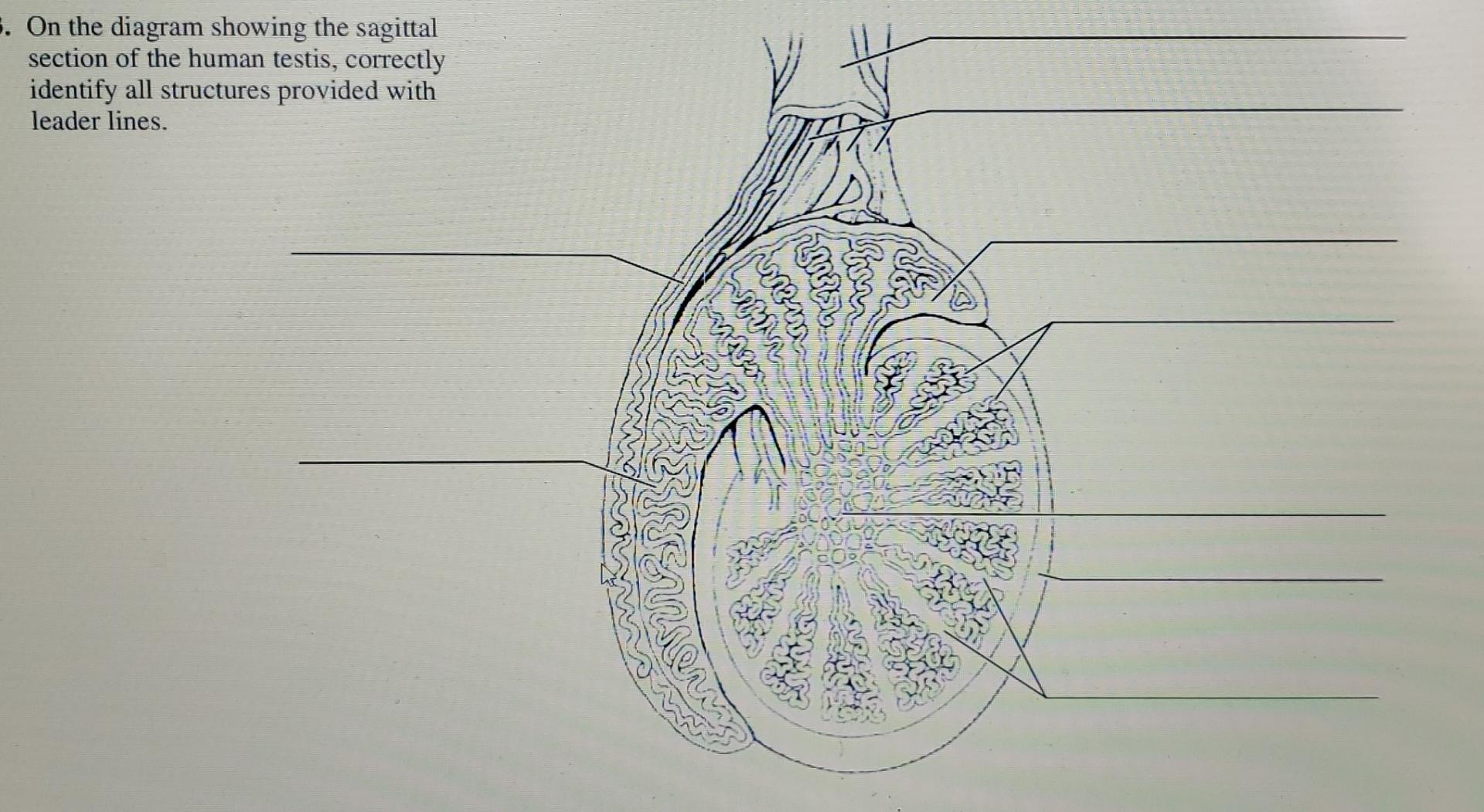 Solved S On The Diagram Showing The Sagittal Section Of The