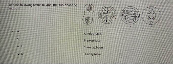 Solved Use the following terms to label the sub-phase of | Chegg.com