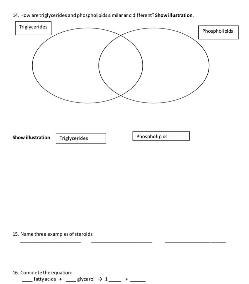 Solved 14. How are triglycerides and phospholipids similar | Chegg.com