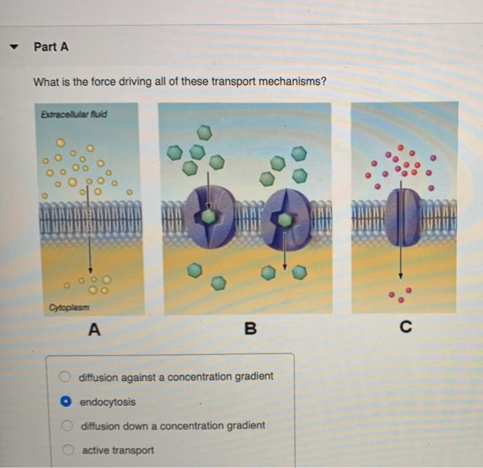 Solved High High Fructose LOW Lipids Low Water Secondary | Chegg.com