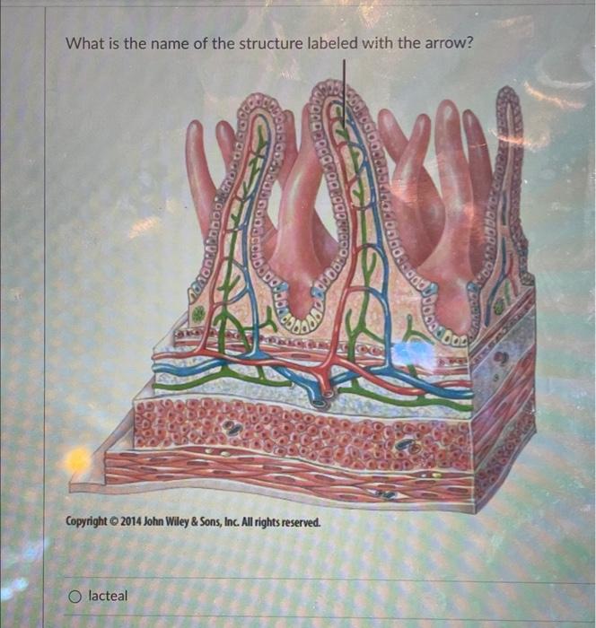 Solved What is the name of the structure labeled with the | Chegg.com