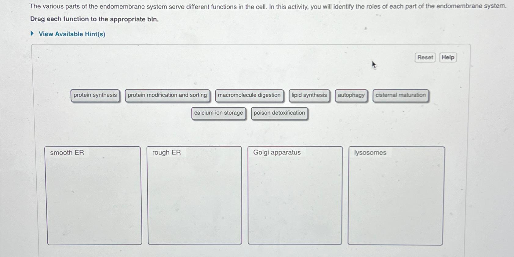 Solved The various parts of the endomembrane system serve | Chegg.com