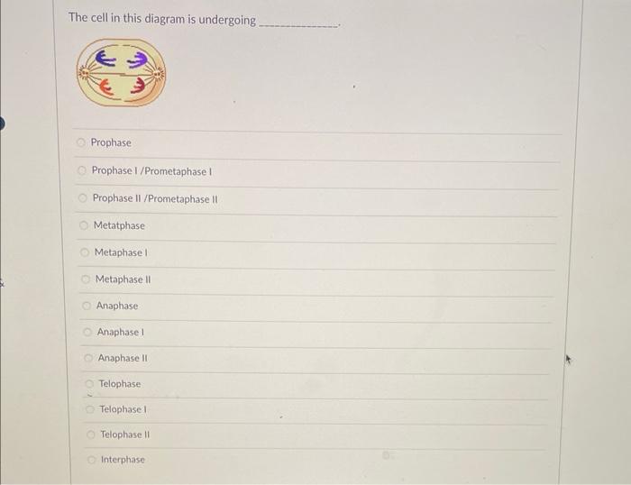 The cell in this diagram is undergoing
Prophase
Prophase I /Prometaphase I
Prophase II / Prometaphase II
Metatphase
Metaphase