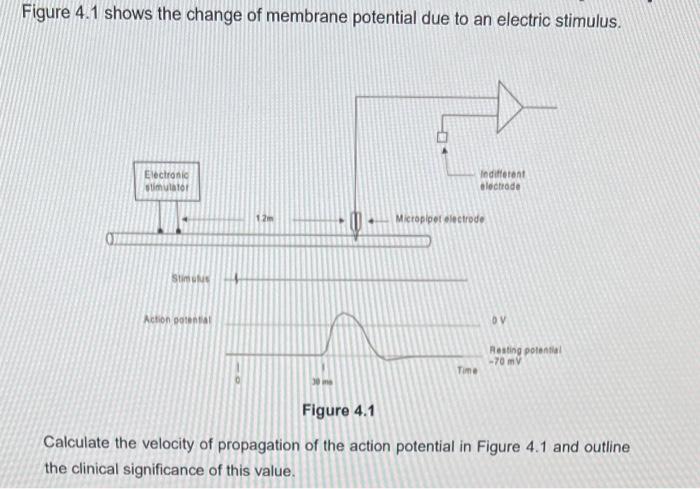 Solved Figure 4.1 shows the change of membrane potential due | Chegg.com