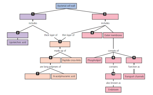 Bacterial Cell Wall Concept Map Chapter 3 Solutions | Microbiology With Diseases By Taxonomy 5th 